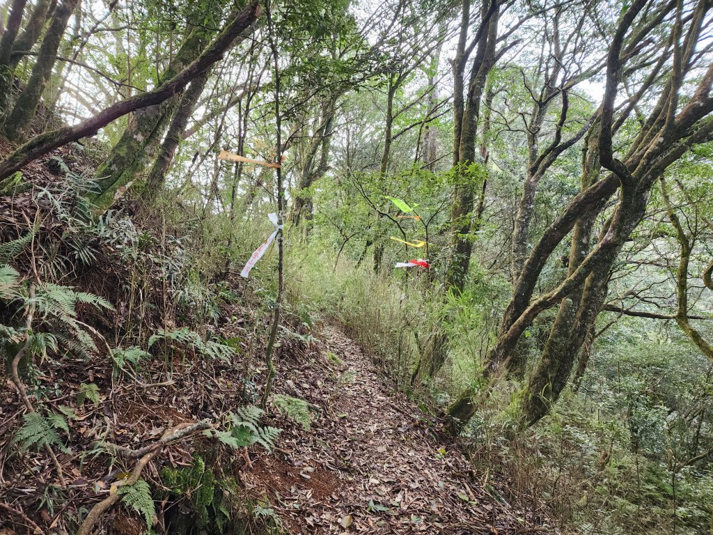 20240317八五山李棟山鳥嘴下山O型_2486237