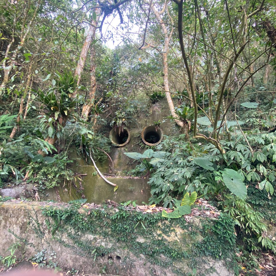 台南大凍山 1241M 小百岳#63_1270932