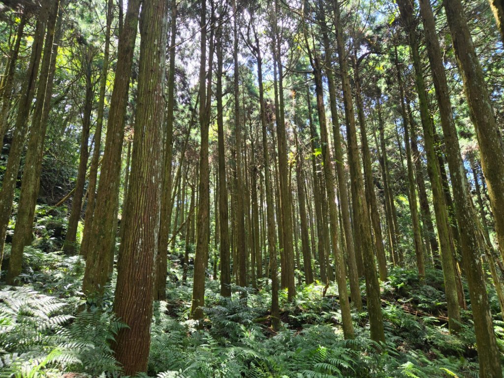 馬武督探索森林、外鳥嘴山_2860613