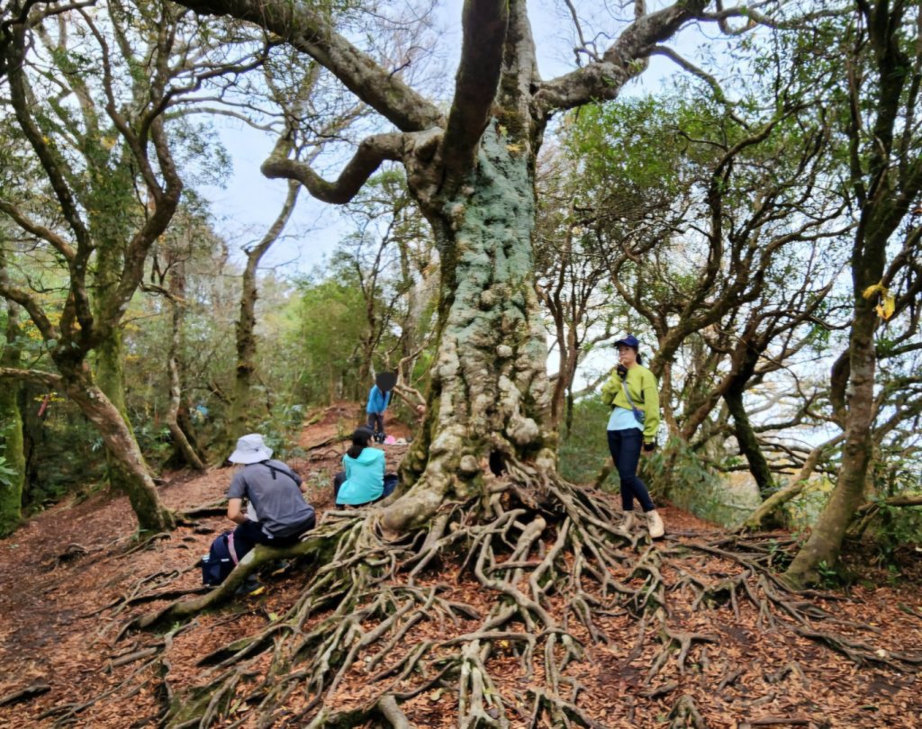 【中級山 】北得拉曼巨木步道，連走內鳥嘴山_2742215