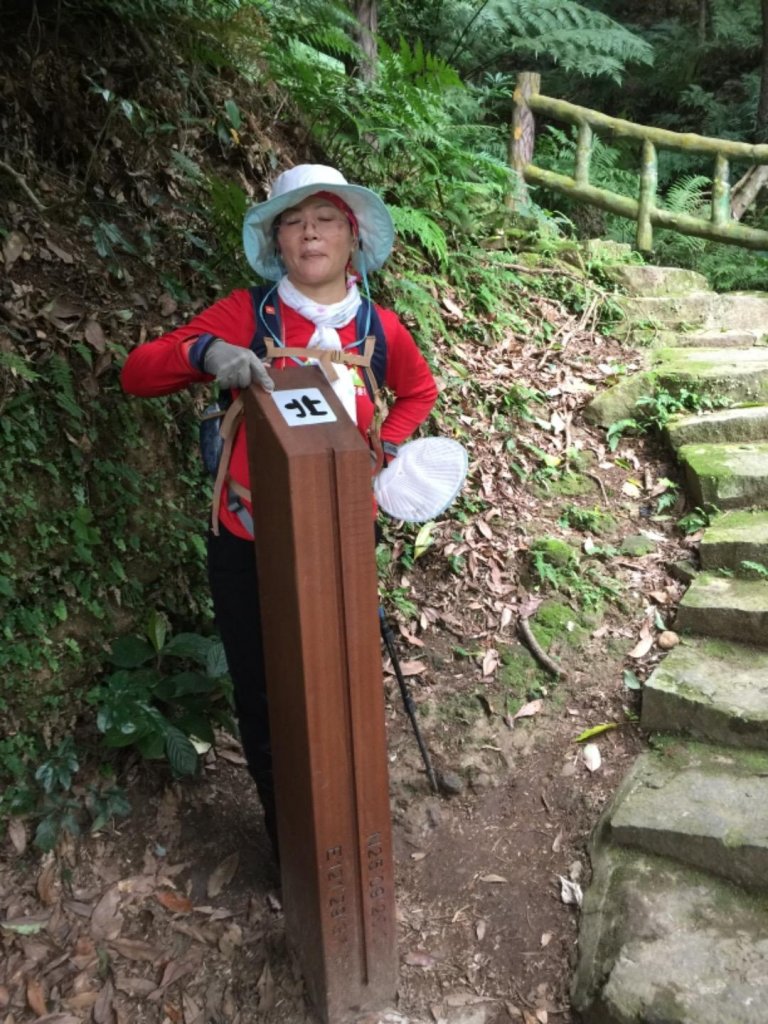 七星主東芒花盛開_461288