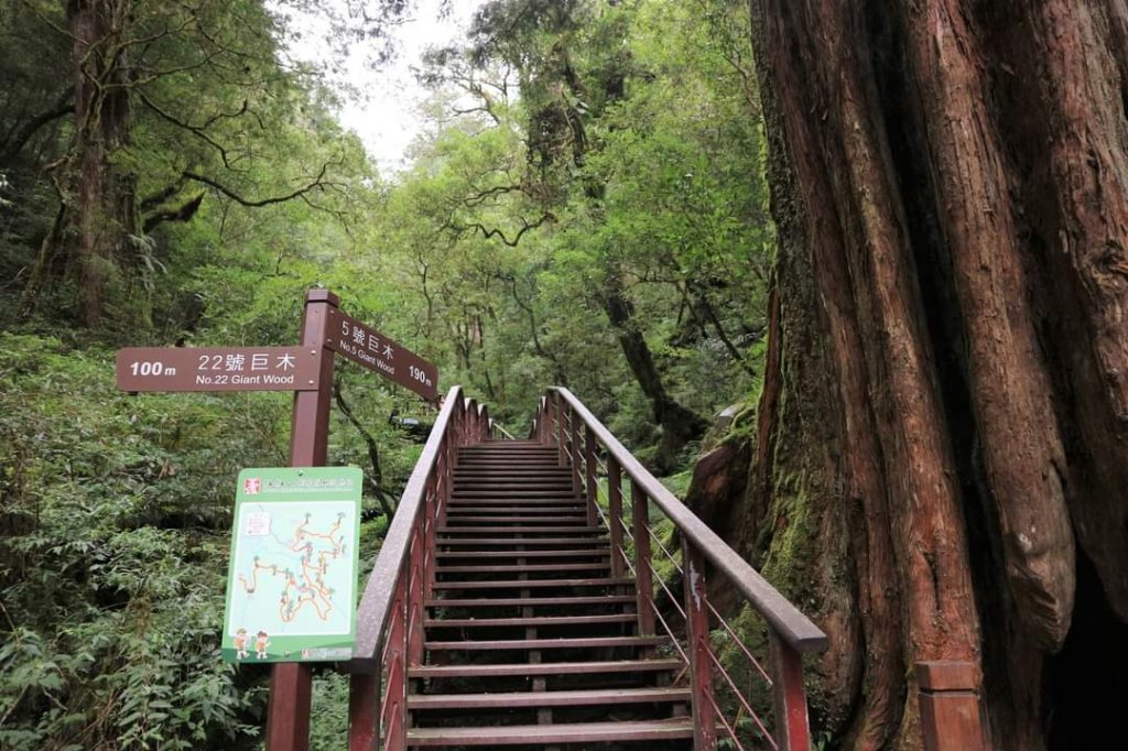 〔桃園復興〕拉拉山巨木，史詩級魔幻森林，75公頃紅檜 扁柏森林浴_2237320