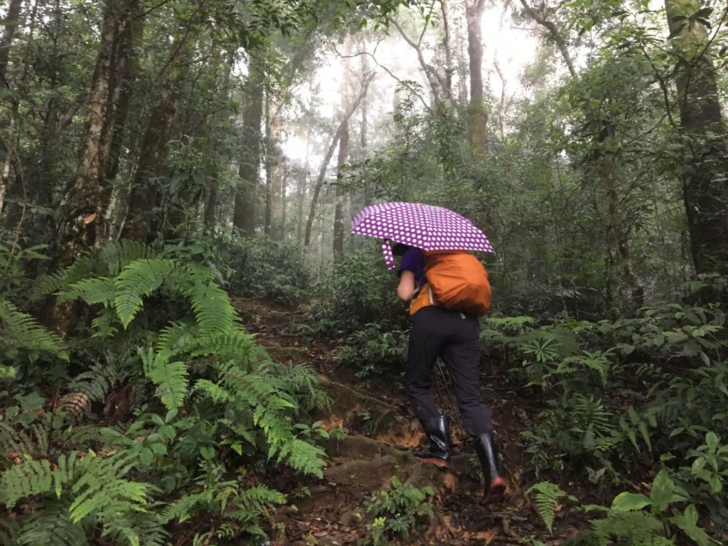 2018/06/18高台山連走島田三山_353658