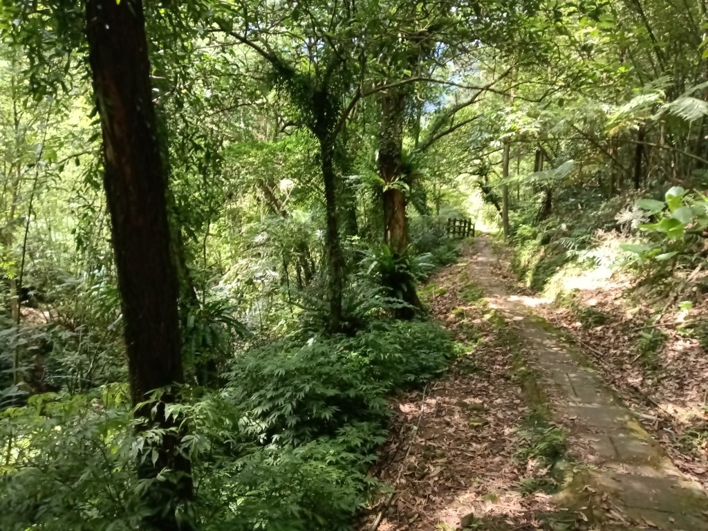 平溪區慈恩嶺+慈母峰探找艷紅鹿子百合花影_2870275