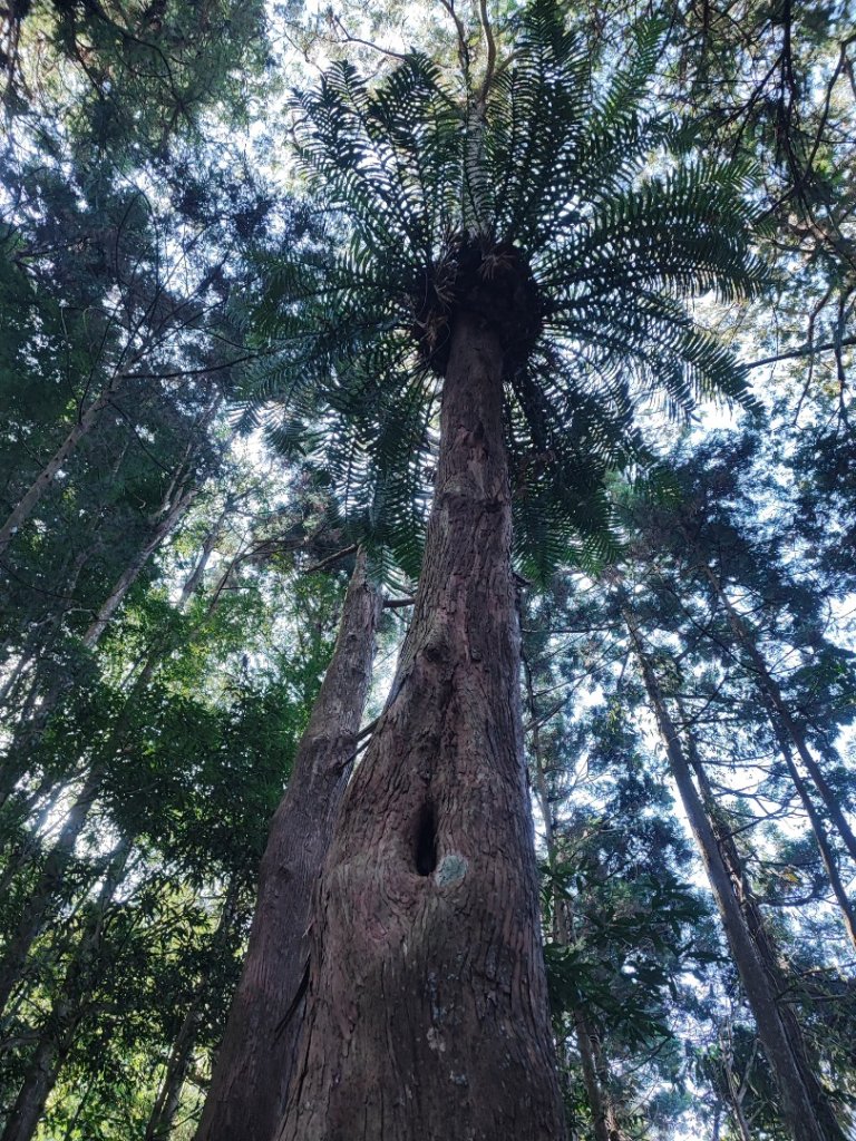 溪頭鳳凰山-小百岳#53-南投縣鹿谷鄉_2487116