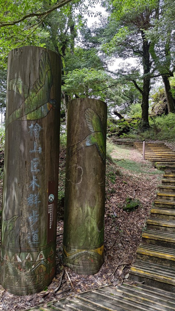 檜山巨木群_2917988