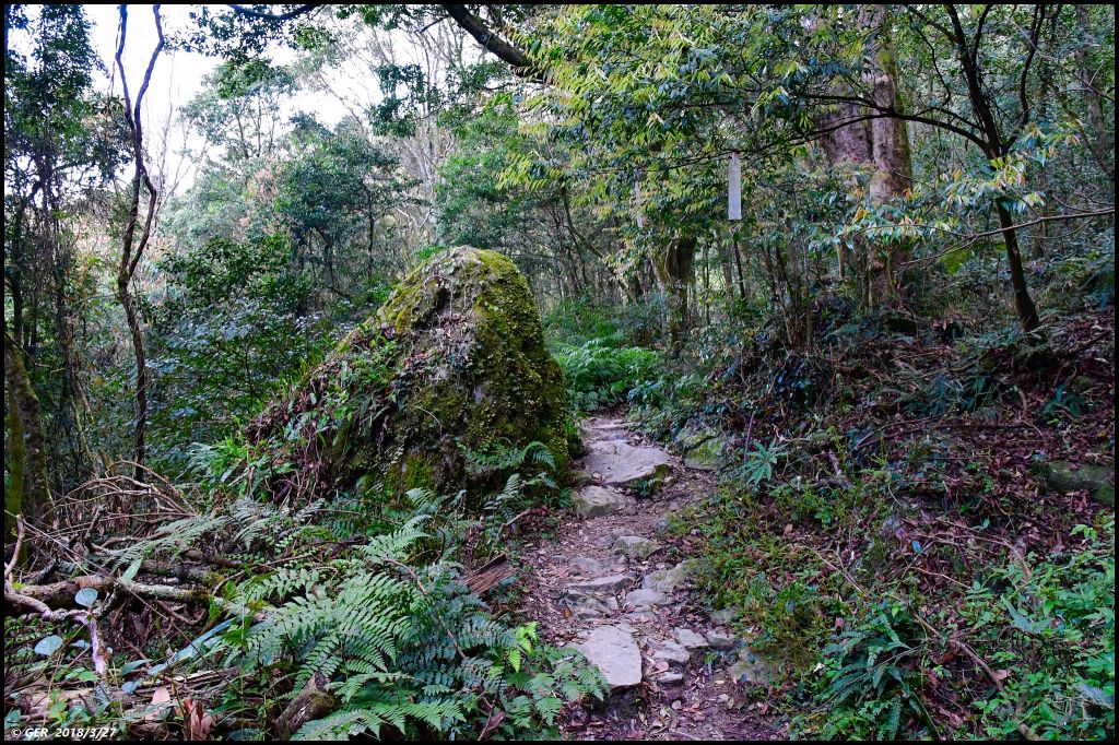 加里山 ~ 大坪經杜鵑嶺小O環走_299895