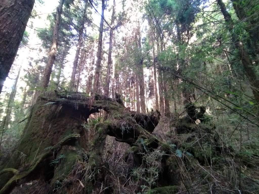 嘉義 阿里山 兒玉山、東水山、北霞山_1486761
