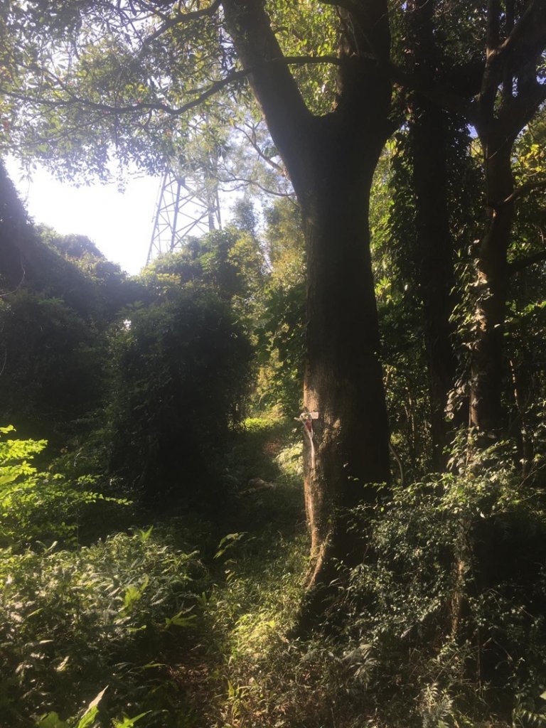 烏塗窟山、娘子坑山p型走_1924291