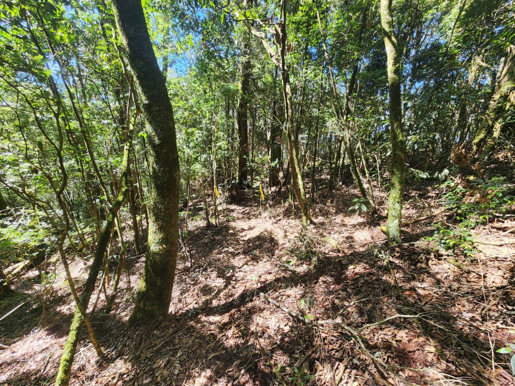 20250216水社大山潭南線_2746127