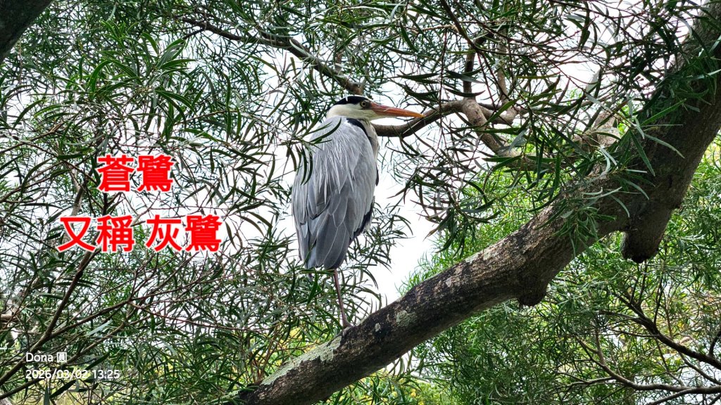 20260302忠義山.小坪頂山.貴子坑山大O走_3009932