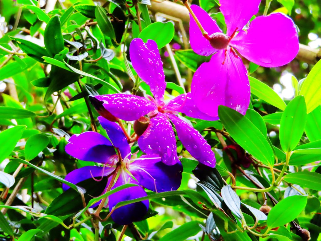 好療癒及老少咸宜的步道：百吉林蔭步道_551065