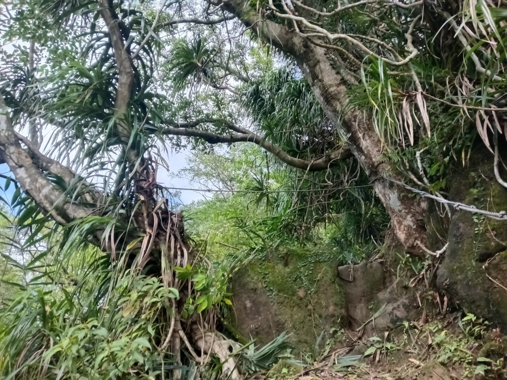 雙溪區雙坪一號橋+盤山坑山+土地公山+474峰+石硿子越嶺古道O型_2936447