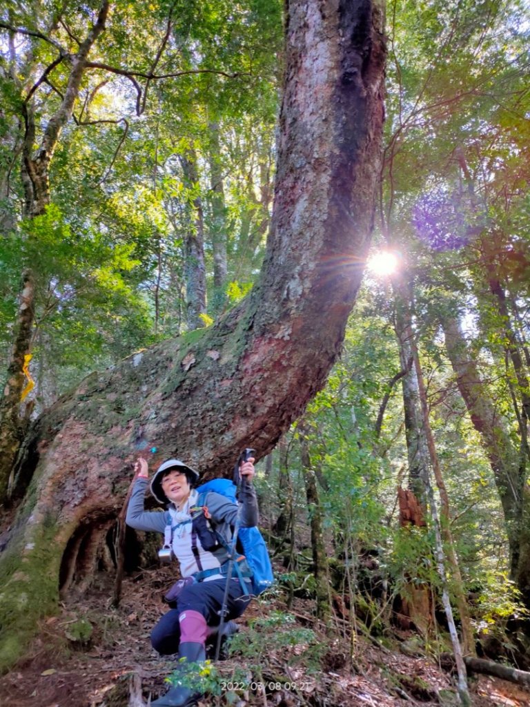 2022/03/08觀霧山莊-雪見遊憩區_1635621