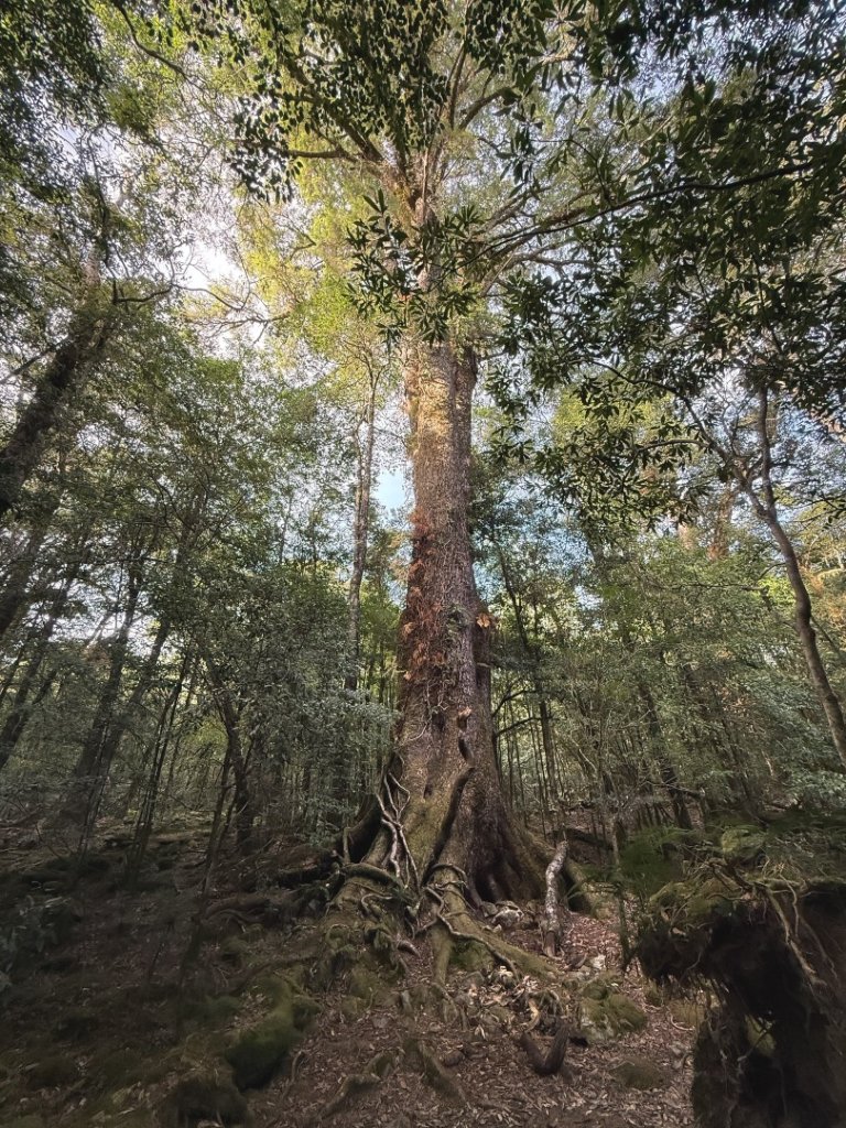 船型山林道賞雲海、烏石坑山、2432峰 山景海景一次到位_2929311