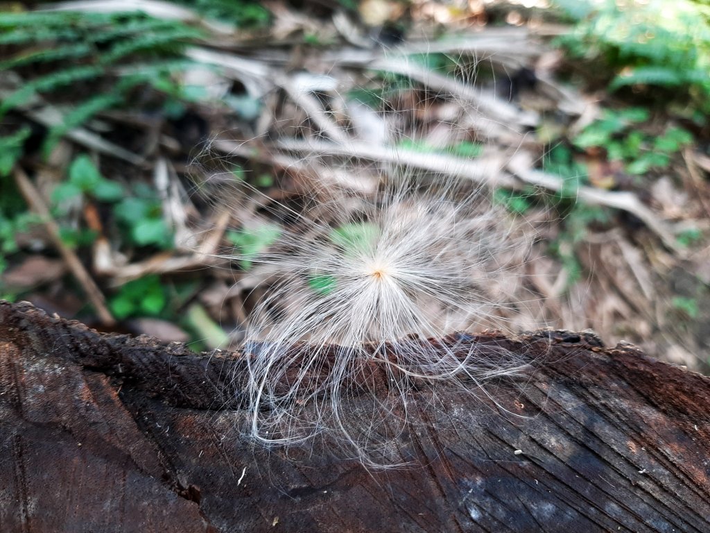 臺北大縱走7：家鄉的茶園開滿花 閃閃的淚光魯冰花_822119