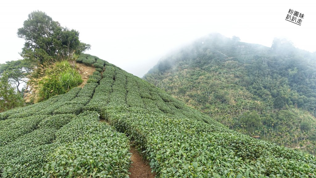 阿里山山脈越嶺步道大串走D2_543679