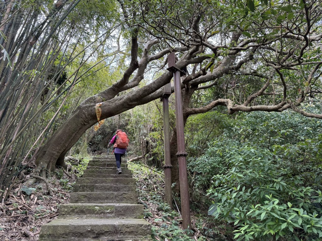 淡水搭渡輪上觀音山+占山O繞 搭公車接渡輪回淡水-20250318_2770631