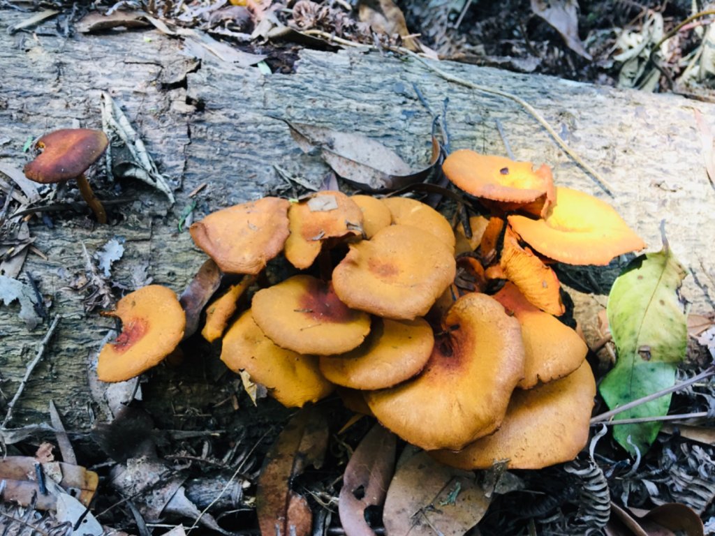 1090413三角山/雙湖山_917921