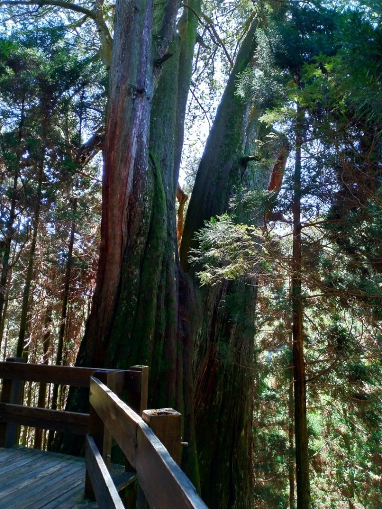 檜山巨木群步道_1662901