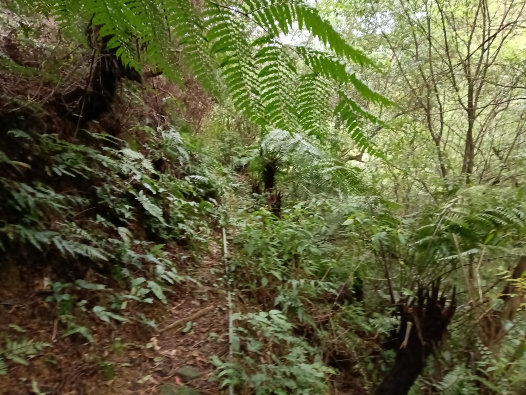 基隆市三層山+湳子大崙+淡基橫斷古道+面桶寮土地公_2982278