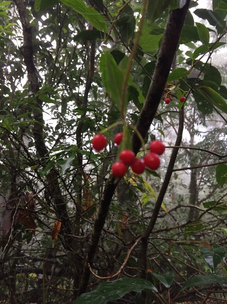 復興尖山之速_446699