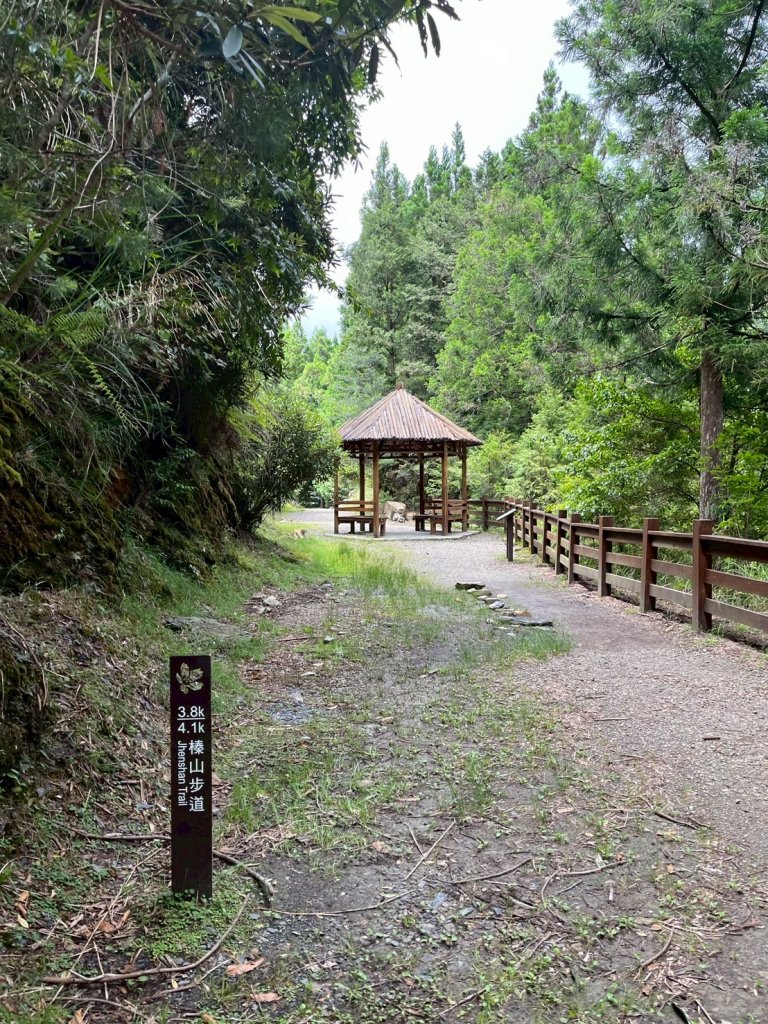 新竹 五峰 觀霧國家森林遊樂區 大鹿林道西線 榛山步道_2811413
