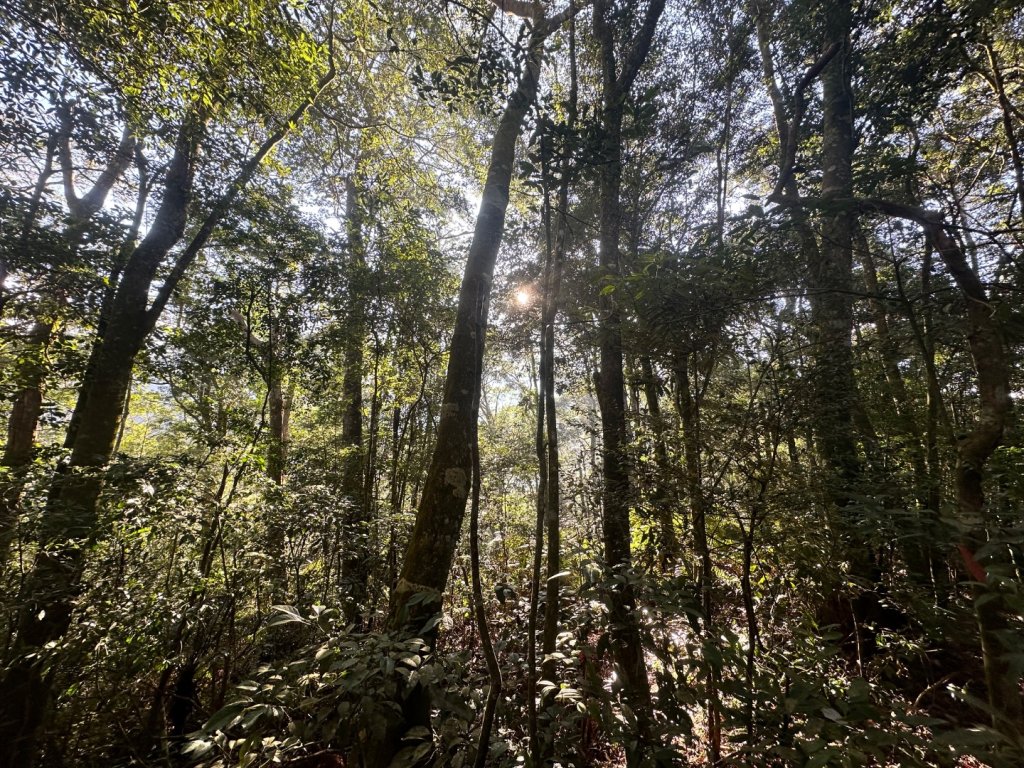 南投魚池-水社大山_2612573