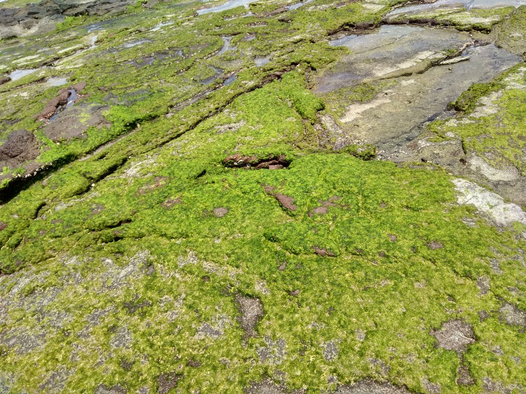 澎湖南海-將軍嶼_1206159