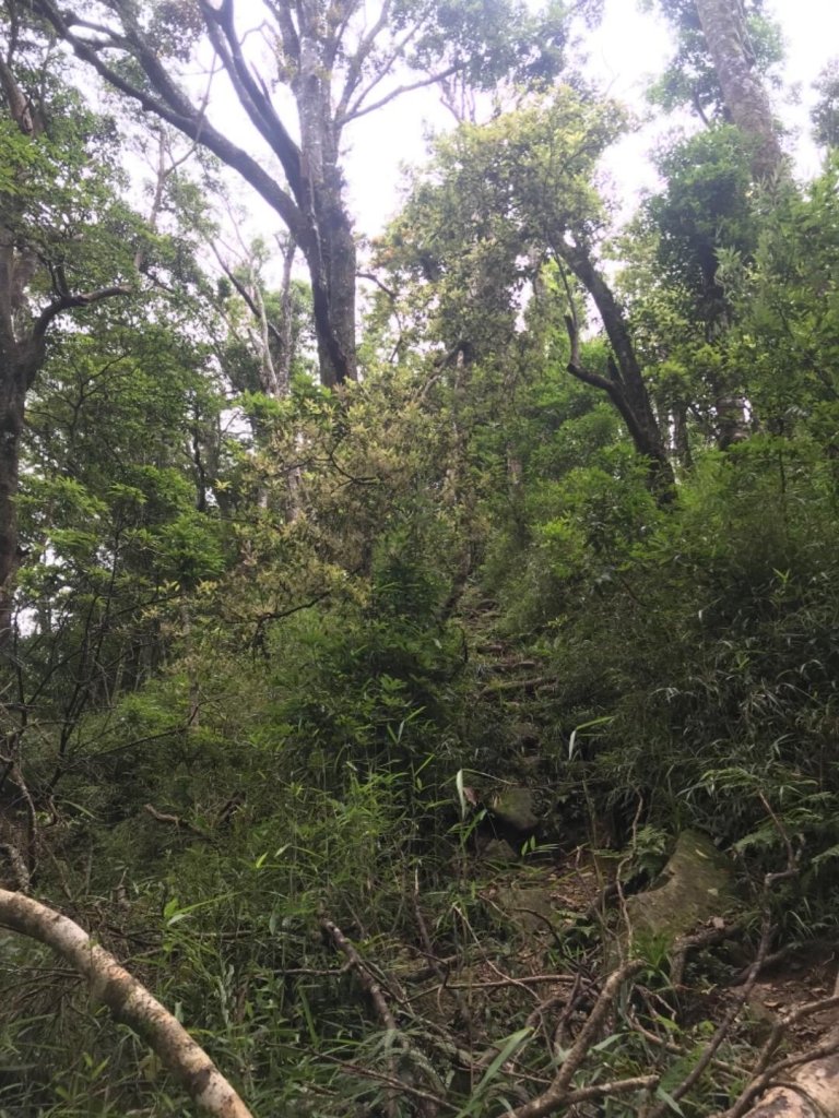 可看到小巧五指山的鵝公髻山 _615639