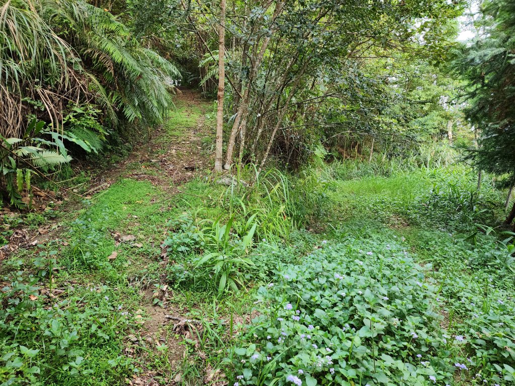 20240804鬼澤山、梅山、梅后蔓瀑布_2613404