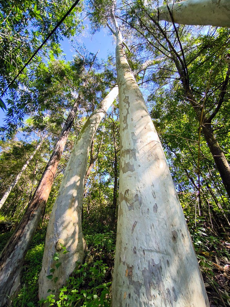2024-08-22 澀水森林步道_2578344