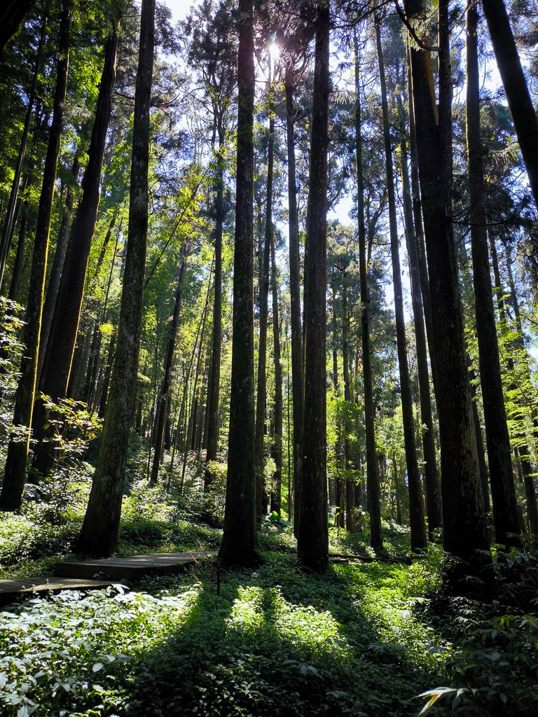 2025-09-14 奮起湖_2887394