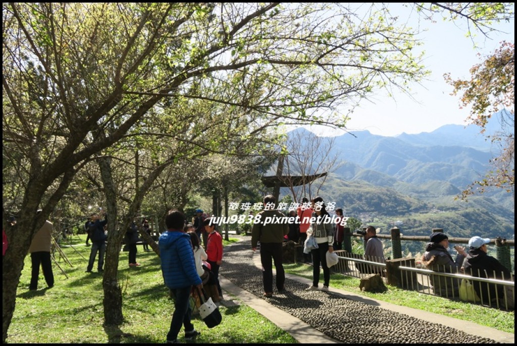 角板山梅花季。新溪口吊橋_252416