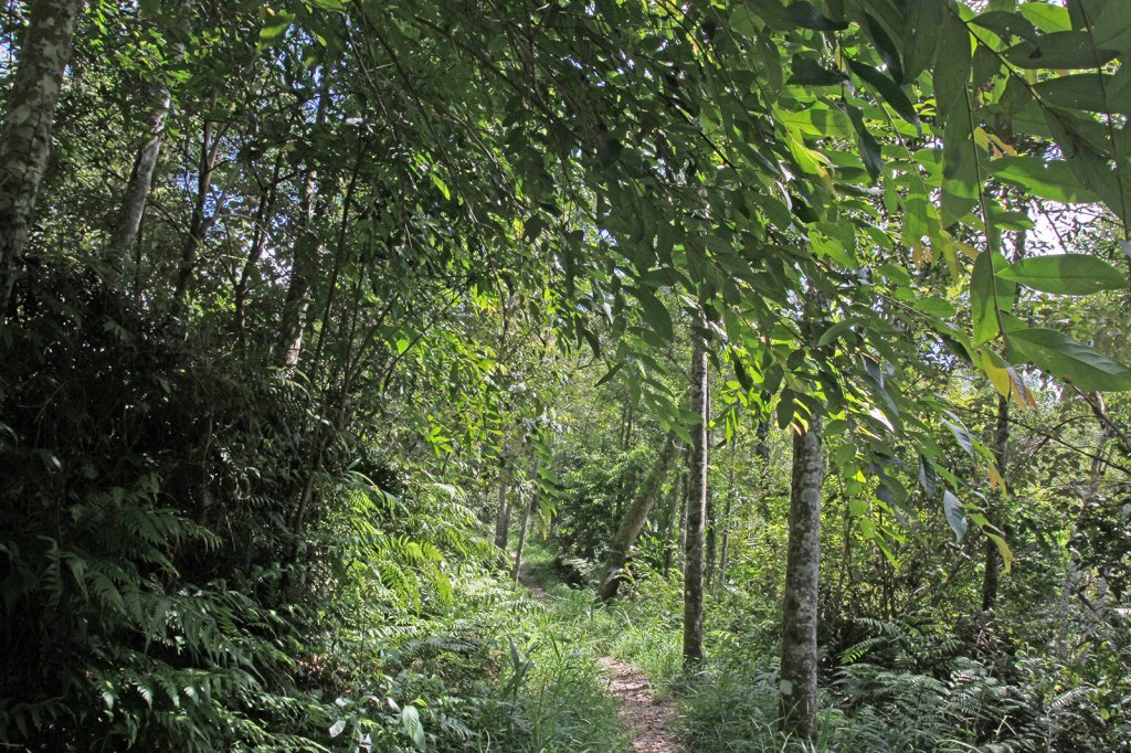 拳頭姆自然步道輕鬆行_792637