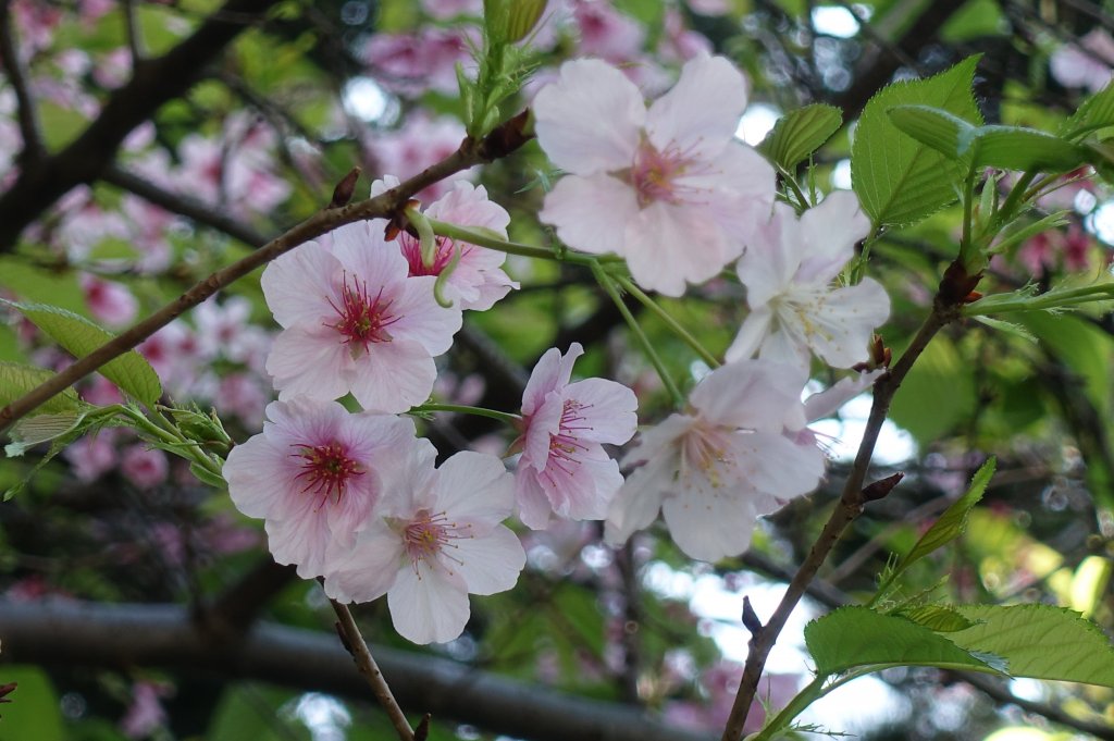 中正紀念堂賞櫻_1277231