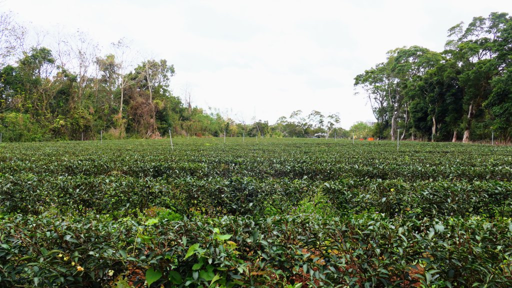 老崎古道(後花園步道)_2676846