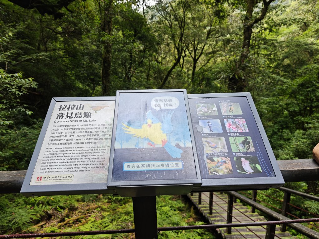 2025_0713 拉拉山神木群步道_2837360