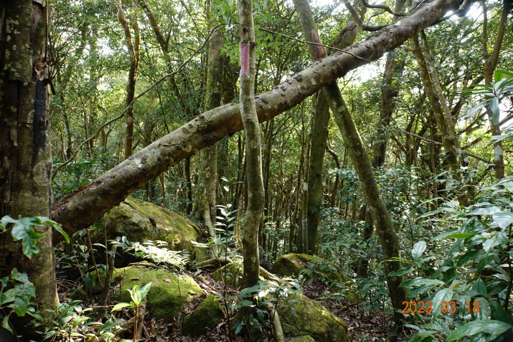 新竹 關西 馬武督山、蓮包山_2076568