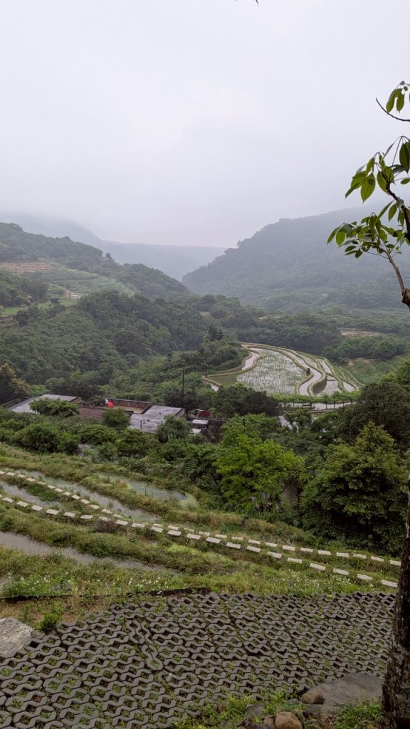 114.05.04三芝桐花步道-百年田梯步道-大鵬足湯公園_2779919