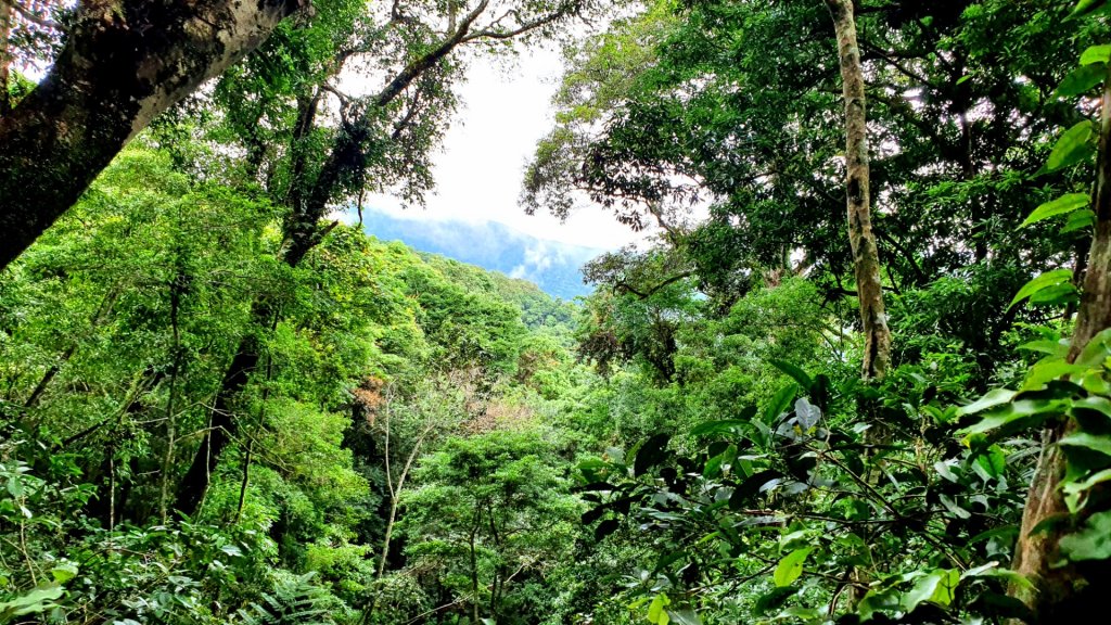 新竹高島縱走，霞喀羅古道，桃園拉號步道，樂信瓦旦紀念公園，義興吊橋，鄭大模紀念植物園步道_1734133