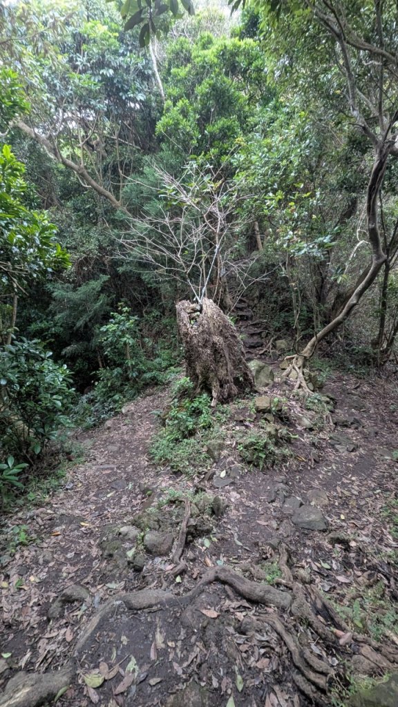 113.12.28小鷹尖-關山嶺-五八山-凌雲尖-龍女岩之旅_2679402