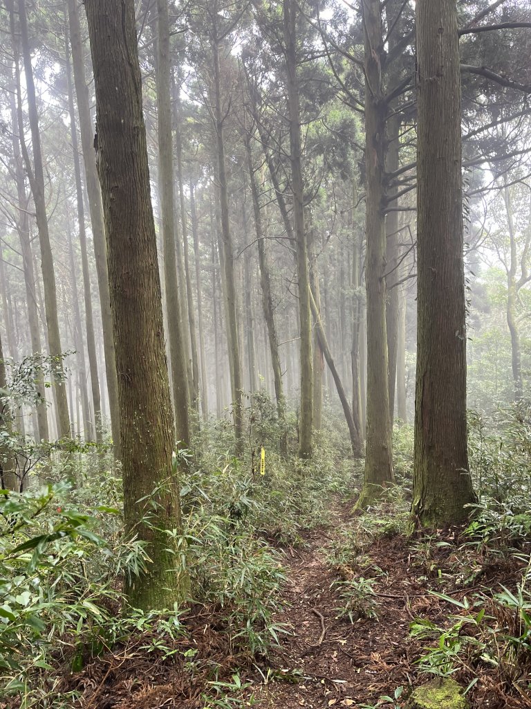 【鵝鳥雙拼】 鵝公髻接鳥嘴山_2382737