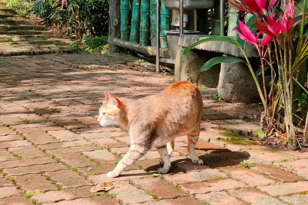 石門山、清水坑山、太平山、景春步道_2131648