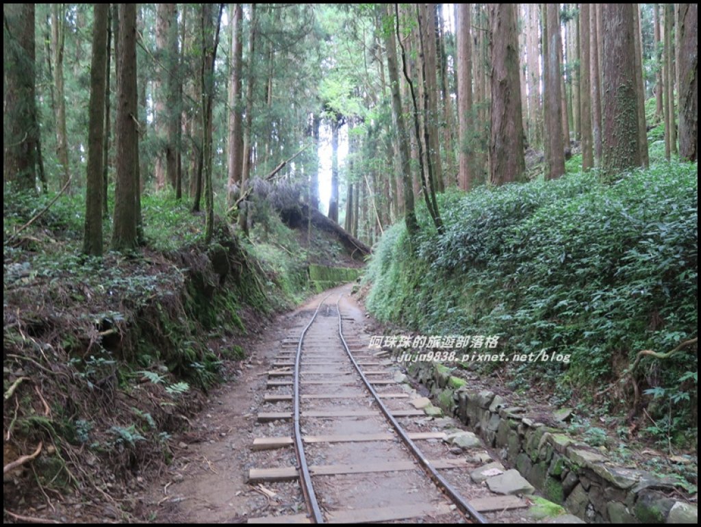 嘉義。特富野古道。鐵道森林最美的步道_422577