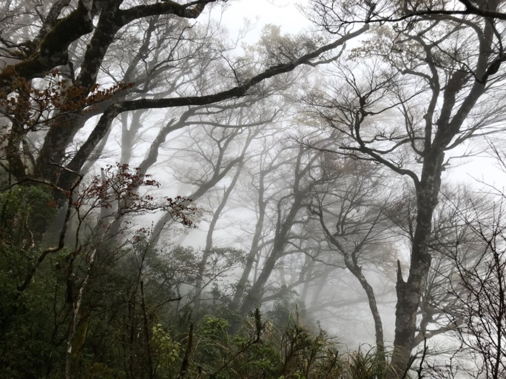 雨霧散遊太平山_885962