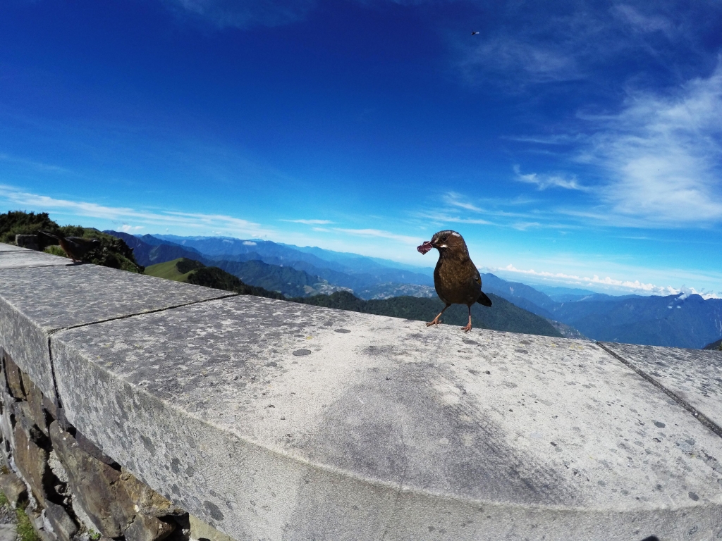 合歡山主峰_54942