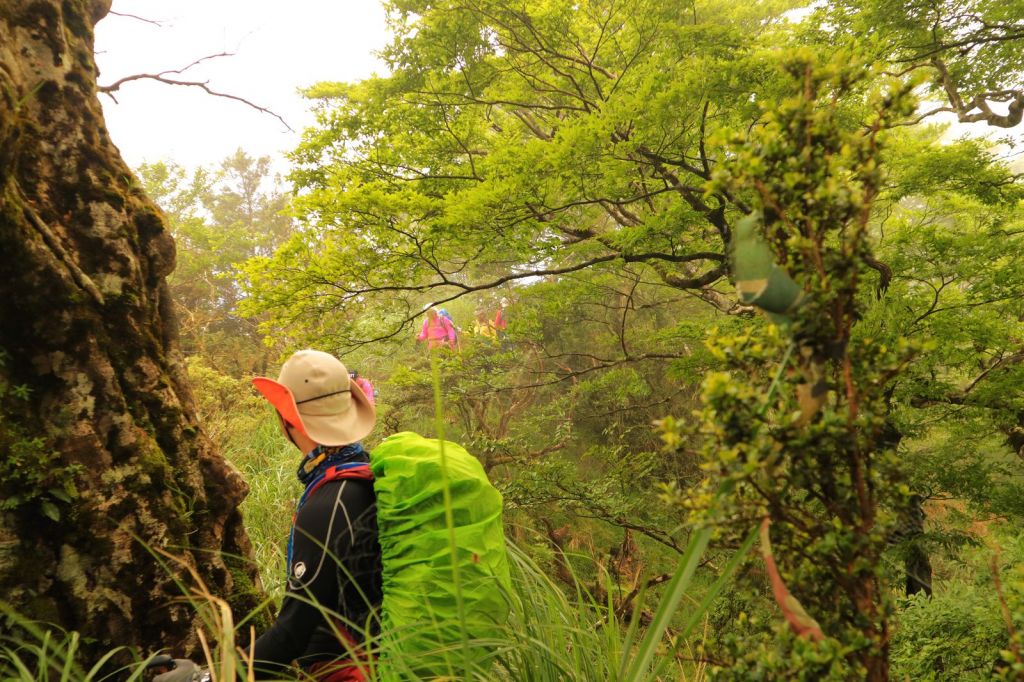 水青岡換新裝~探索太平山的原始森林封面圖