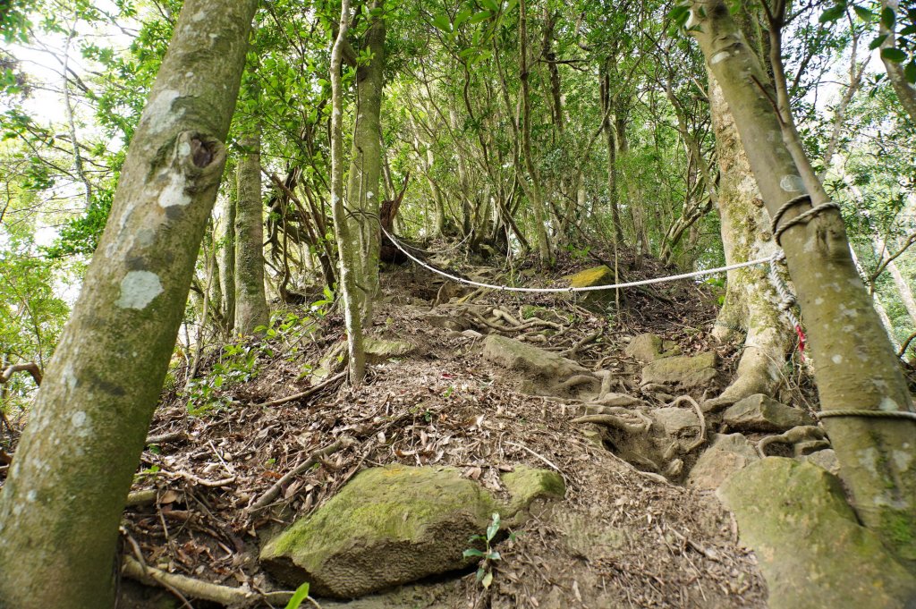 苗栗 獅潭 仙山、大窩山_2984316