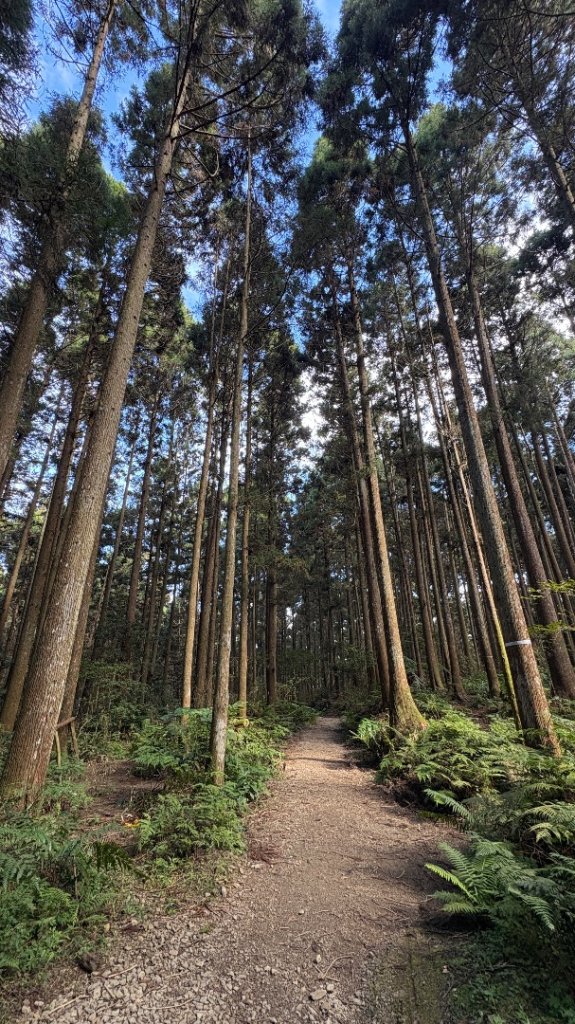 鵝黃色的優雅_2960243